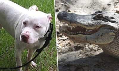pit-bull-vs-alligator