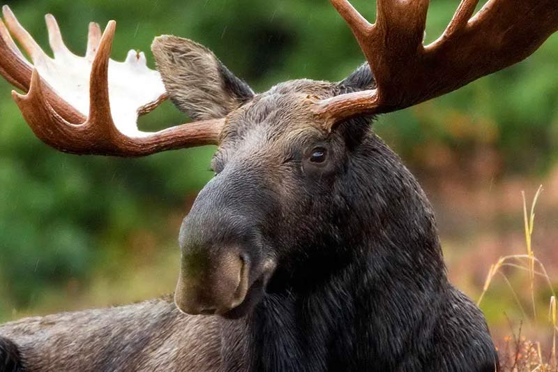 pit-bull-vs-moose