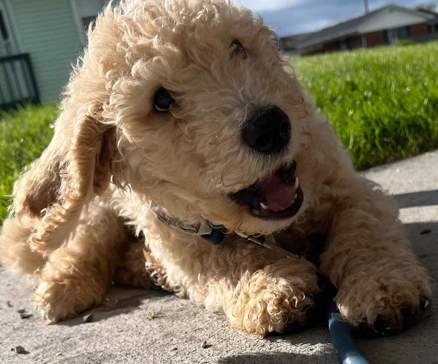 Aussiedoodle-playing-outside